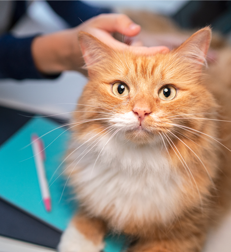 一隻棕色貓咪抬頭看著