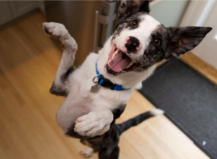 一隻狗狗正開心地跳躍著