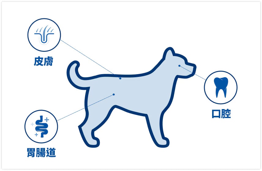 狗狗身上微生物菌叢的位置