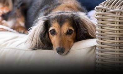 眼神憂鬱的長毛臘腸狗趴在沙發上，看起來像是腸胃不適、無精打采的樣子。