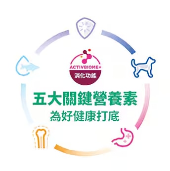 資訊圖表說明幼貓健康的 5 項基本要素